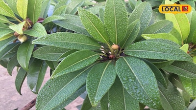 Chikoo Farming: Apply Essential Fertilizers and Special Sprays for Bumper Yield