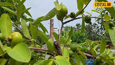 Grow Red Diamond and Taiwanese Pink Guava for Quick Profits in Ballia