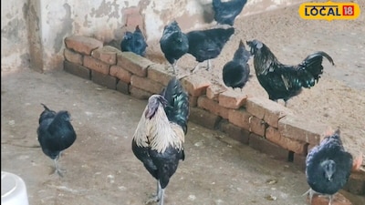 Start Kadaknath Poultry Farming: Low Investment and High Profits Explained