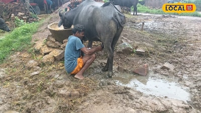 Expert Cow Milking Tips: Avoid These Common Mistakes for Better Quality Milk