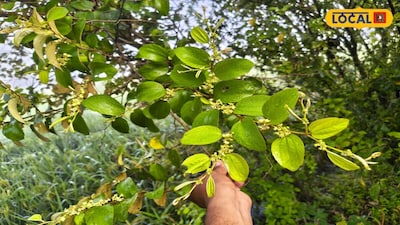 White Layer On Ber Fruits? Protect Your Orchard With These Easy Tips