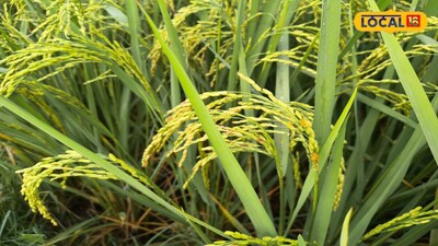 Cut Costs in Berseem Farming: Sow Seeds in Standing Paddy