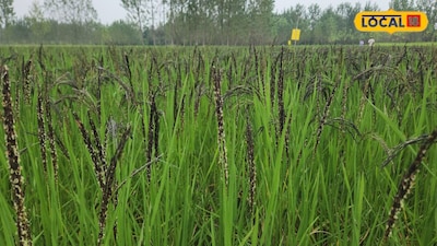 Bahraich Farmer Ditches Chemicals to Grow Organic Kala Namak Rice on 36 Acres