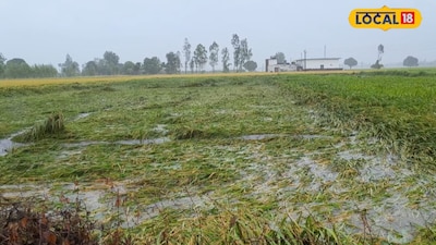 Heavy crop damage due to rain in Uttar Pradesh creates crisis for farmers