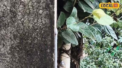 Peepal and Plant Growth on Walls: Risks and Expert Prevention Tips
