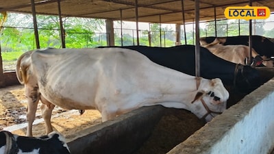 How Ranjeet Singh Built a Profitable Dairy Business in Gonda