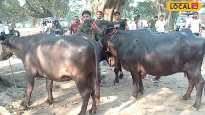 Rampur Unique Weekly Cattle Market Offers Buffaloes Up To 1.5 Lakh Rupees
