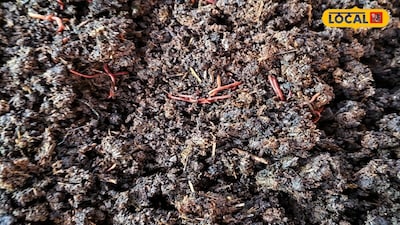 Start Vermicompost Business: Low Cost And Little Space Needed To Make Fertilizer