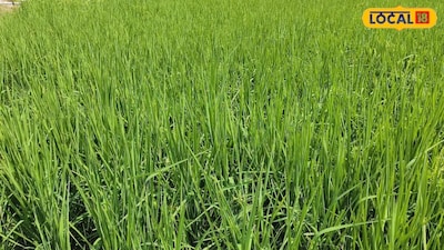 Do These 3 Things As Panicles Emerge In Paddy For Better Grain Filling