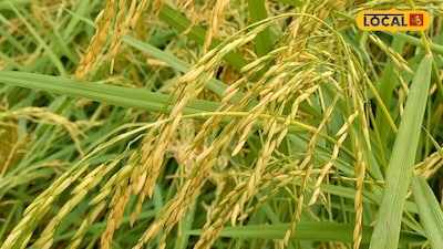 Paddy Farming Alert: Protect Your Crop from Neck Blast Disease