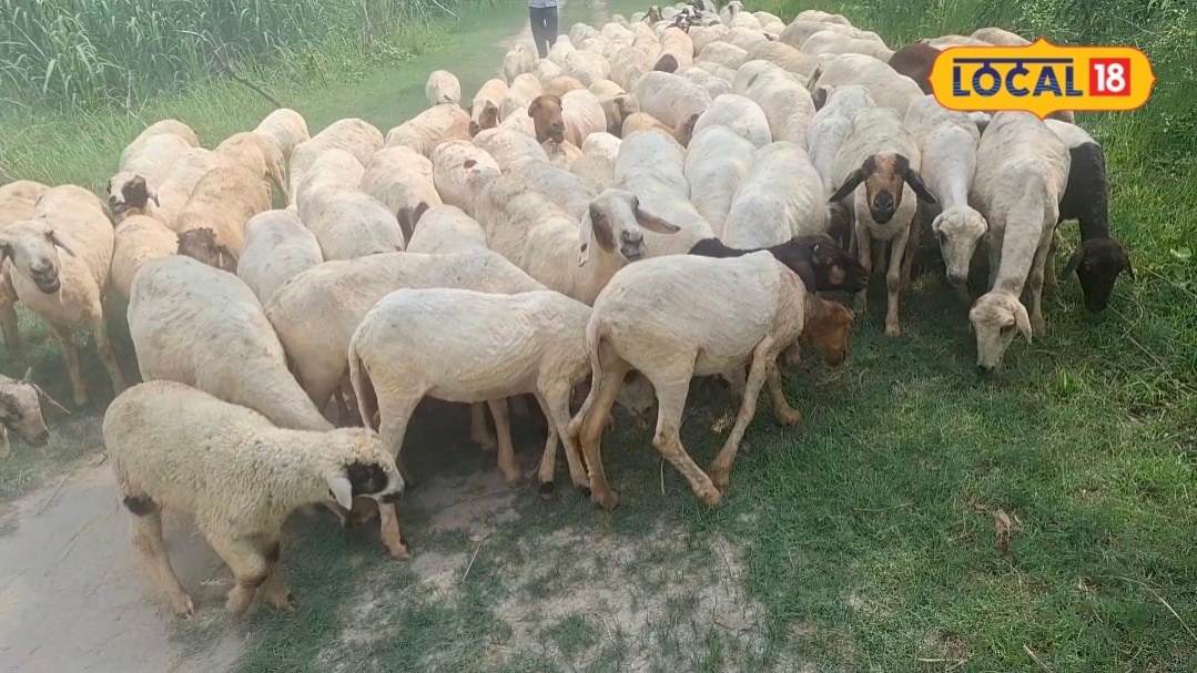 Business Idea: लखीमपुर के 65 साल के साहेब लाल नें 5 भेड़ों से शुरू किया सफर आज 150 भेड़ों के मालिक एक की कीमत 7000 बनें लखपति