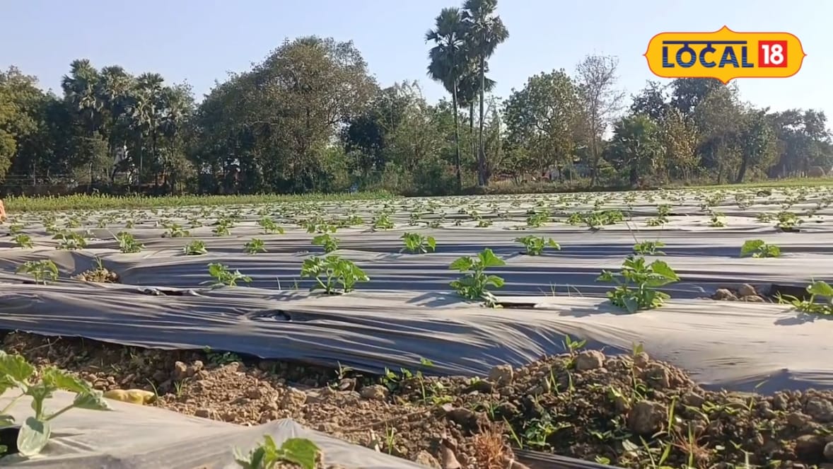 न कीटों की टेंशन न खरपतवार का झंझट ऐसे करें खीरा-टमाटर की खेती सरकार देगी ₹20 हजार की मदद