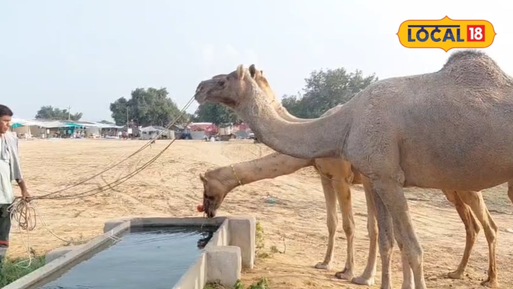 Camel Badal and Mare Sonuri Steal the Show at Sikar Beri Animal Fair
