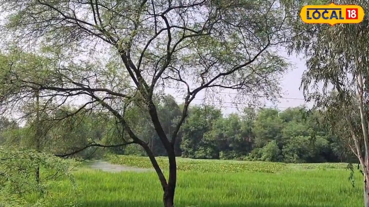 खेती में नुकसान की वजह बन सकते हैं कीकड़ और बबूल, किसानों के लिए जरूरी ...