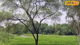 खेती में नुकसान की वजह बन सकते हैं कीकड़ और बबूल, किसानों के लिए जरूरी ...
