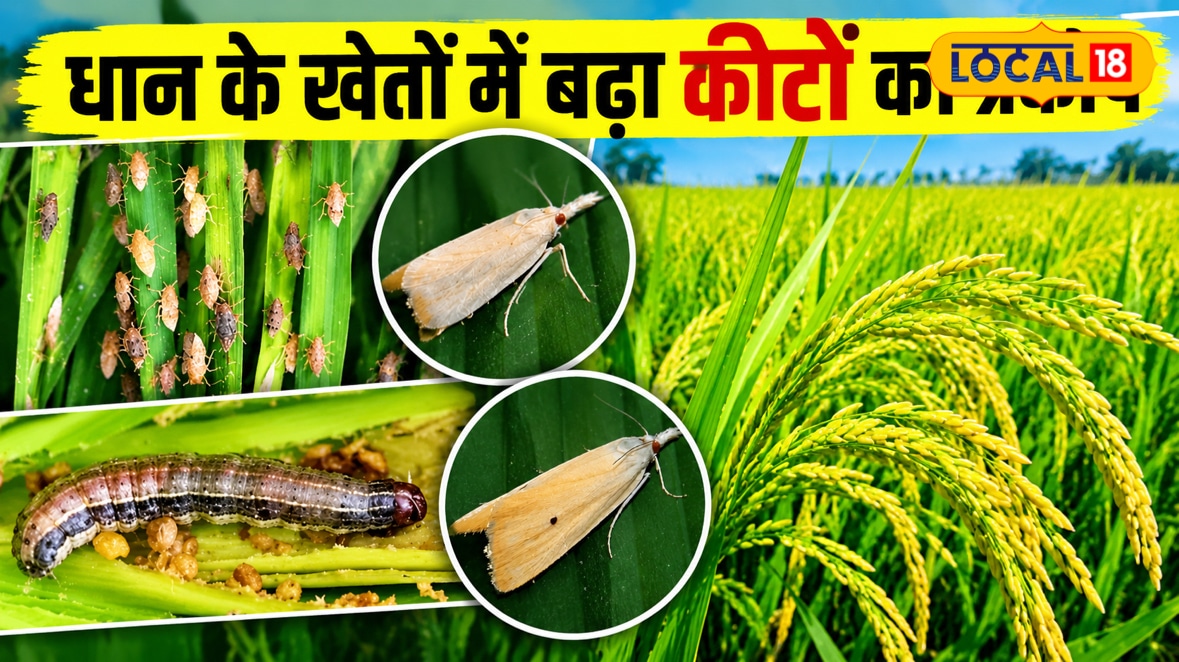 तना छेदक, पत्ती लपेटक... धान में बढ़ा इन 4 कीटों का प्रकोप, वैज्ञानिक से जानें पहचान और बचाव का तरीका