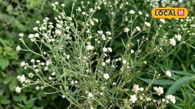 Parthenium Weed: A Major Threat to Health and Agriculture, Spreading Rapidly with 25,000 Seeds Per Plant