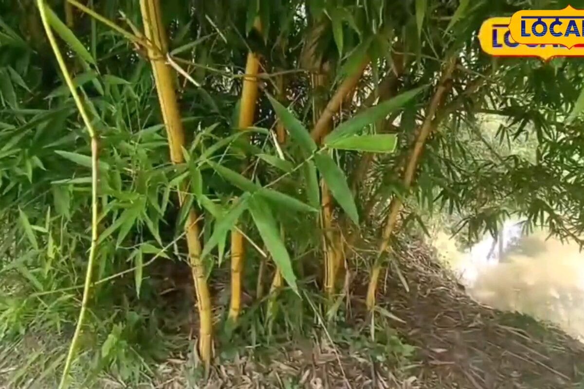 सीतामढ़ी में हो रही गुलाबी, पीले और बेत वाले बांस की खेती, पर इस वजह से औने-पौने दाम में बेचने को मजबूर किसान