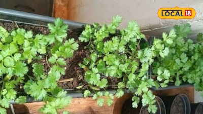 Sow These Vegetables After October 15 For High Profits at Low Cost