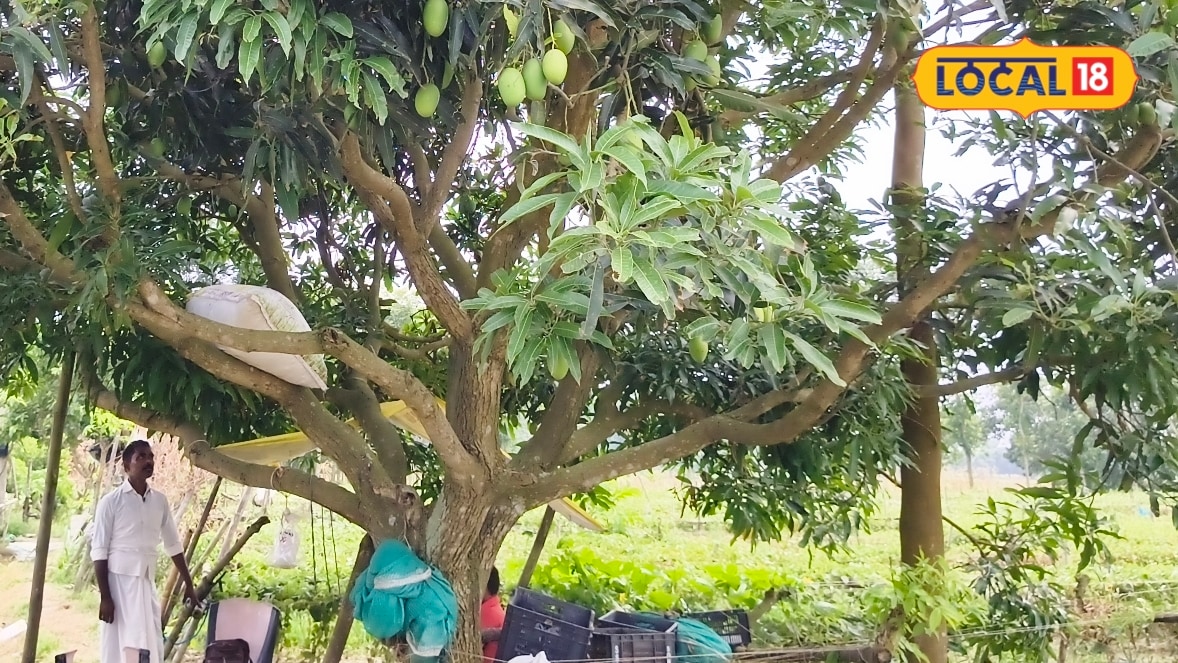 आम-लीची के पुराने बगीचों में घट रहा है फल उत्पादन तो ऐसे करें प्रबंधन, सरकार देगी अनुदान, जानें प्रक्रिया