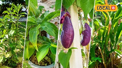 Not just decoration, these 7 health-boosting plants will transform your home atmosphere.