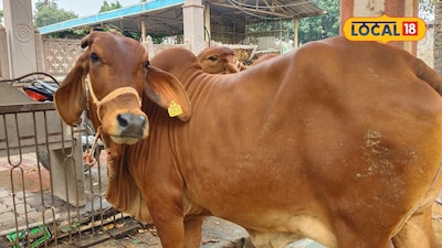 These Cow Breeds Are Like ATMs For Livestock Owners, Giving Massive Daily Milk Yields