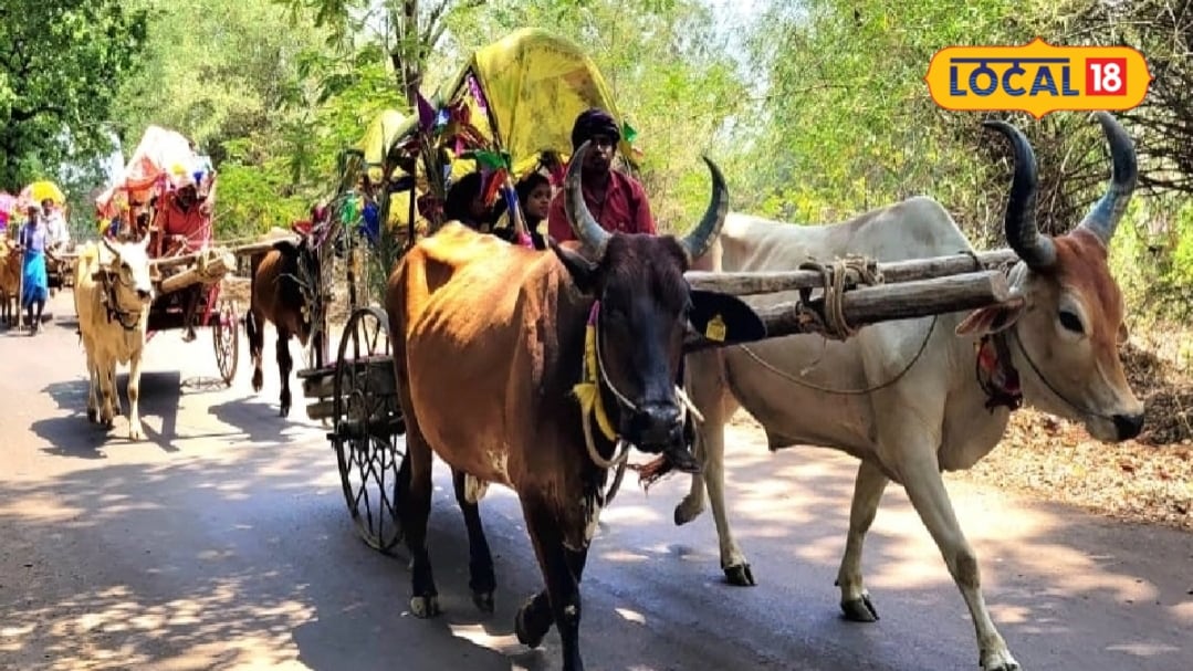 न DJ, न चमचमाती गाड़ियां, बैलगाड़ी से जाती थी बारात, दूल्हे के पहुंचने से पहले बाराती पहुंच जाते थे अस्पताल, जानें बुजुर्ग से किस्सा