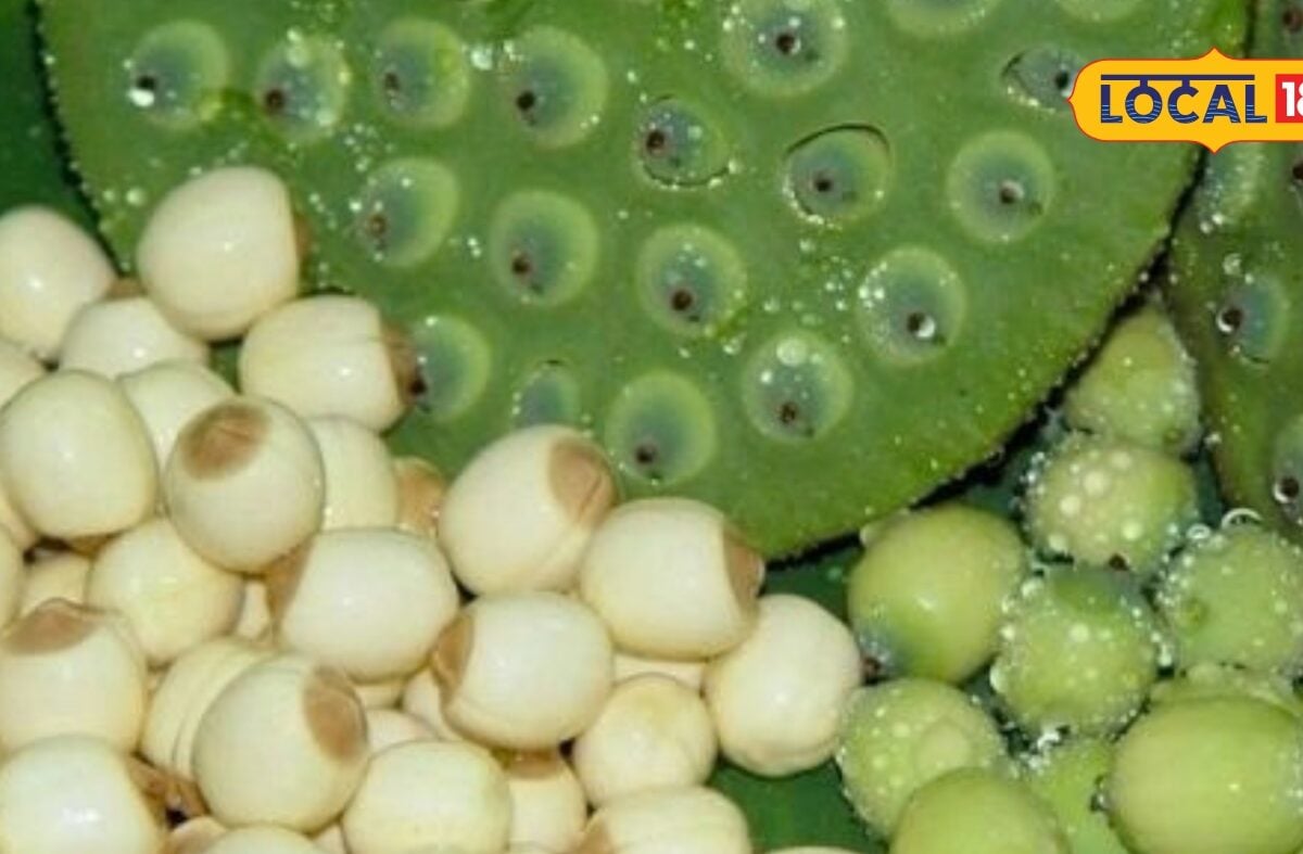 Makhana Ki Kheti: किसानों की किस्मत बदल सकती है मखाने की खेती, सिर्फ इस ट्रिक से करें तैयार, घर बैठे बना देगी लखपति!