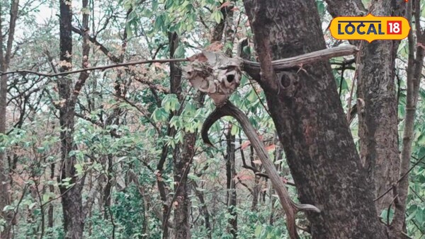 वाल्मीकि टाइगर रिजर्व की सफारी में दिखी पेड़ पर लटकी हिरण की खोपड़ी.
