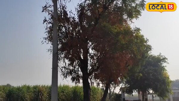 भोजपुर में पुराने पौधे हटाने पर किसानों को मिलेगी सब्सिडी.