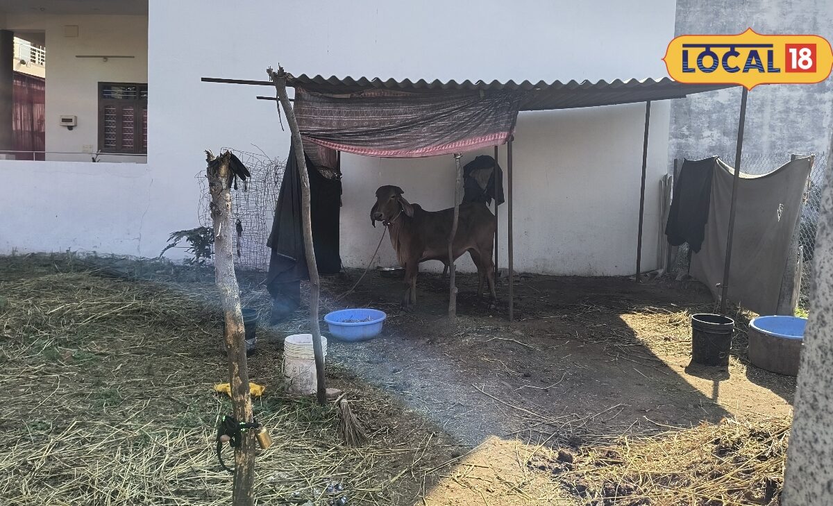 Scientific Treatment of Dry Fodder Enhances Livestock Nutrition and Strength in Bhilwara