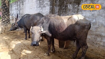 Essential Minerals for Animal Feed: Boost Health and Milk Production