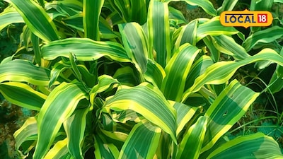 Transform Your Balcony With These 4 Beautiful Plants For Greenery And Fresh Air