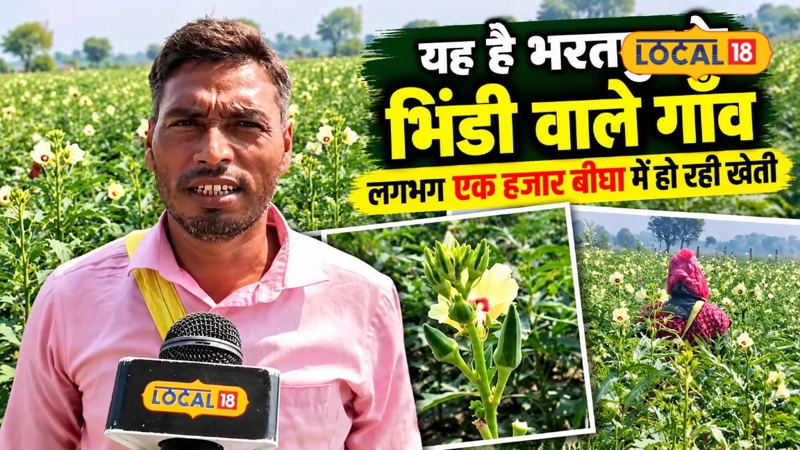 Bharatpur Farmers Lead Agricultural Prosperity Through Extensive Okra Cultivation Across Three Villages