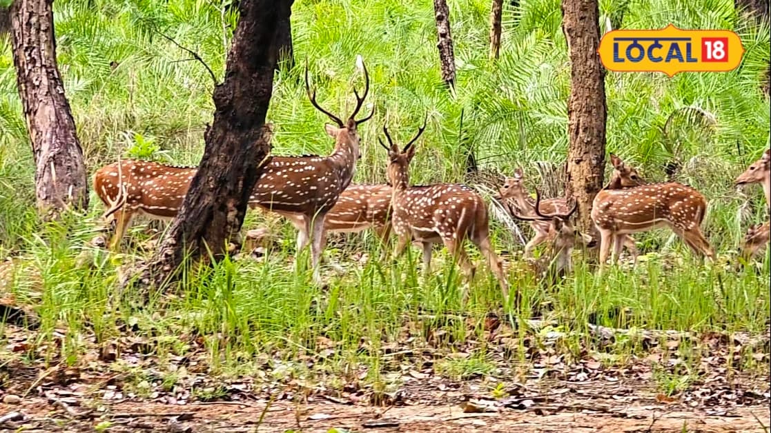 VTR में पर्यटन शुरू होते ही सैलानियों की धूम, आने से पहले जानें सफारी और टूर पैकेज की डिटेल्स