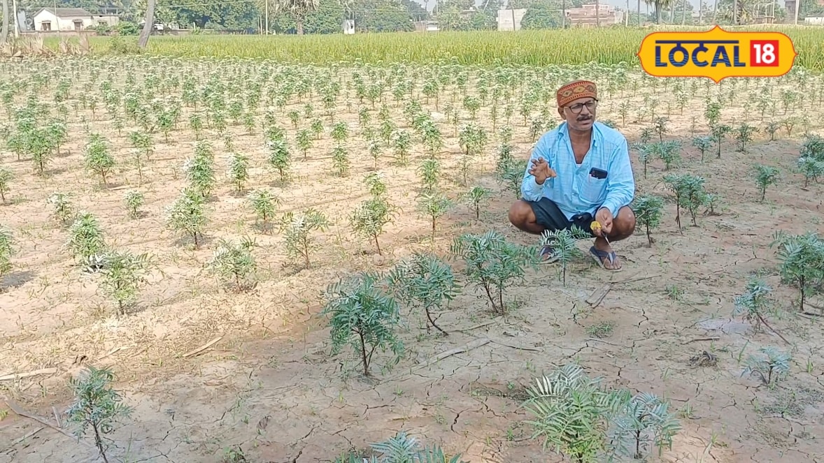 गेंदे की ये 2 किस्में बना सकती हैं मालामाल, ₹40 हजार खर्च कर एक एकड़ से कमाएं ₹80 हजार तक