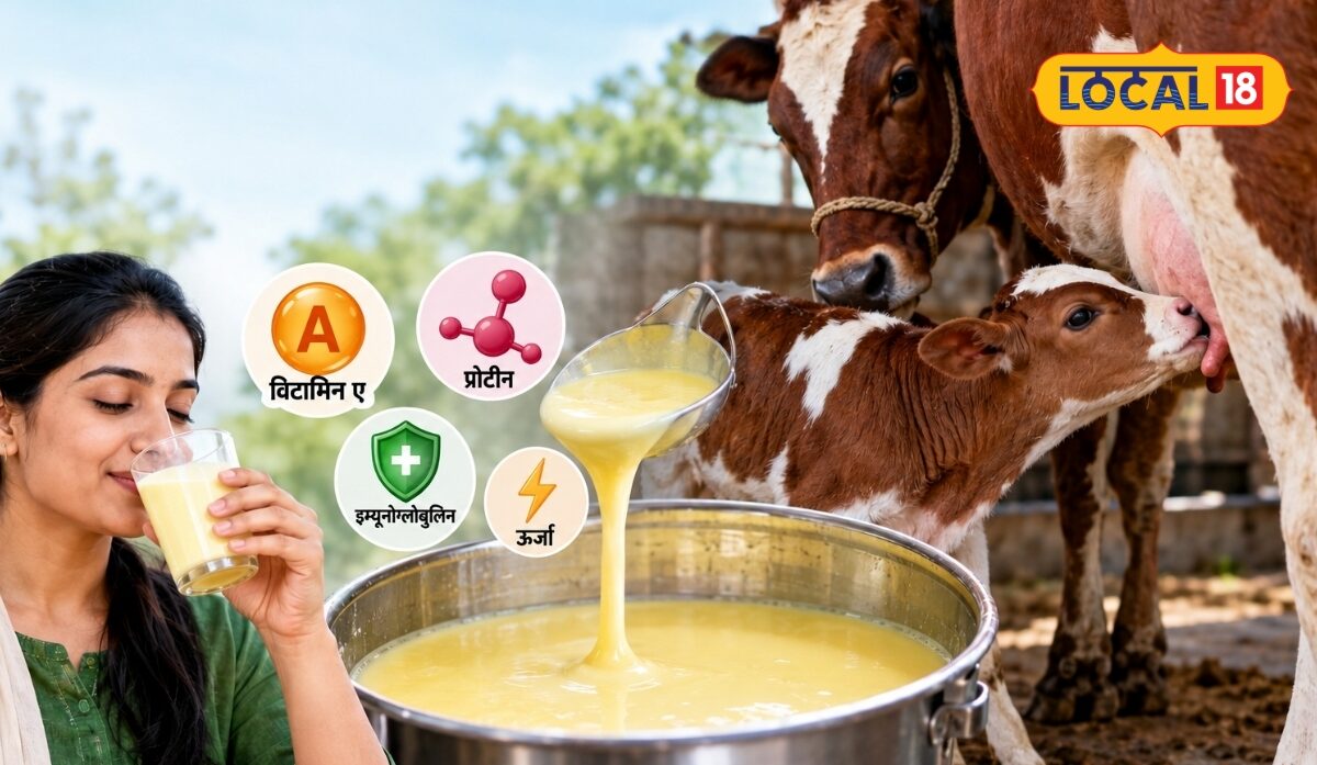 गाय-भैंस का पहला दूध फेंकने की न करें भूल, इंसानों के लिए भी पोषण का खजाना है खीस, जानिए फायदे