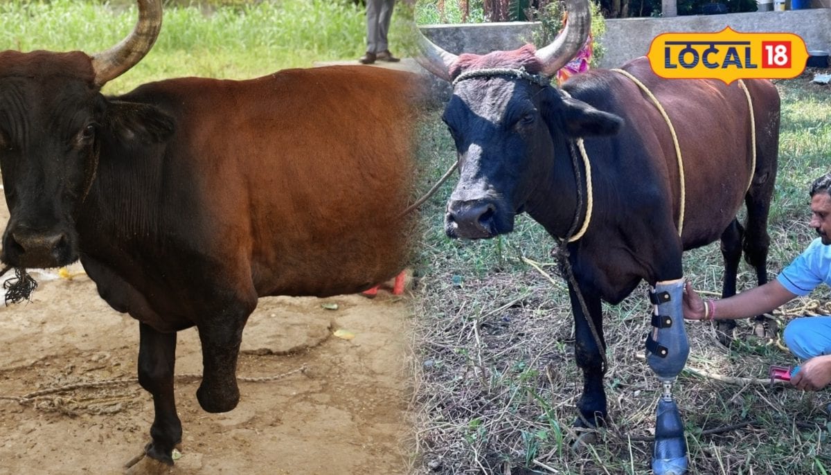 नारायण सेवा संस्थान ने दुर्घटना में घायल गौमाता को लगाया मॉड्यूलर कृत्रिम पैर