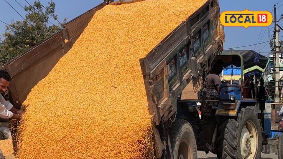 भीलवाड़ा कृषि उपज मंडी में मौसम की मार और कम बारिश से फसलों के दाम में भारी गिरावट