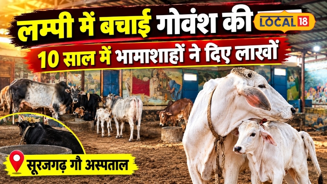 झुंझुनूं में गायों के लिए फरिश्ते बने ये लोग, सालों से कर रहे सेवा, भामाशाहों के सहयोग से संवर रहा गौ अस्पताल