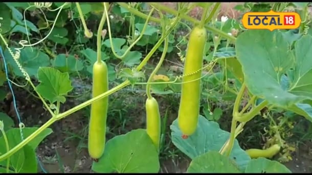 Expert Agricultural Guidelines Issued for Bumper Bottle Gourd Cultivation in Nagaur