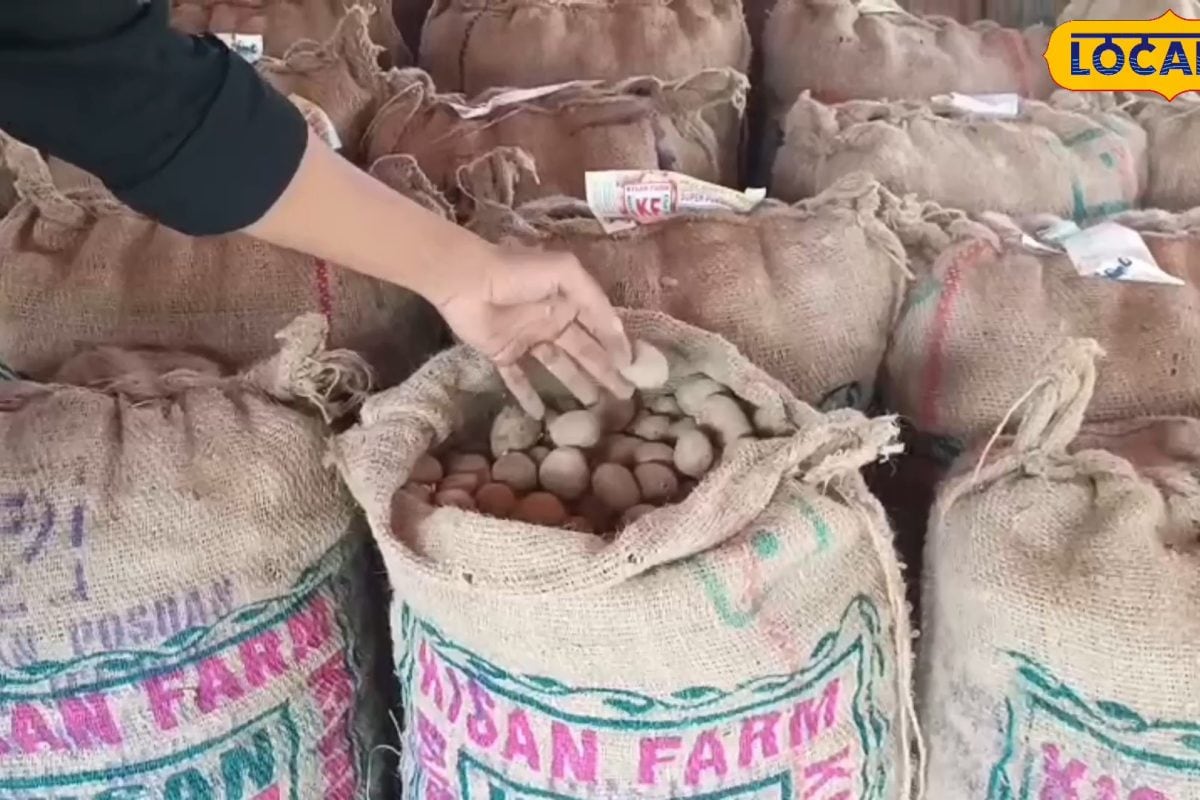 आलू की खेती करना चाहते हैं पूर्णिया के किसान तो इन किस्मों का करें चयन, हो सकता है ₹2 लाख प्रति हेक्टेयर तक मुनाफा