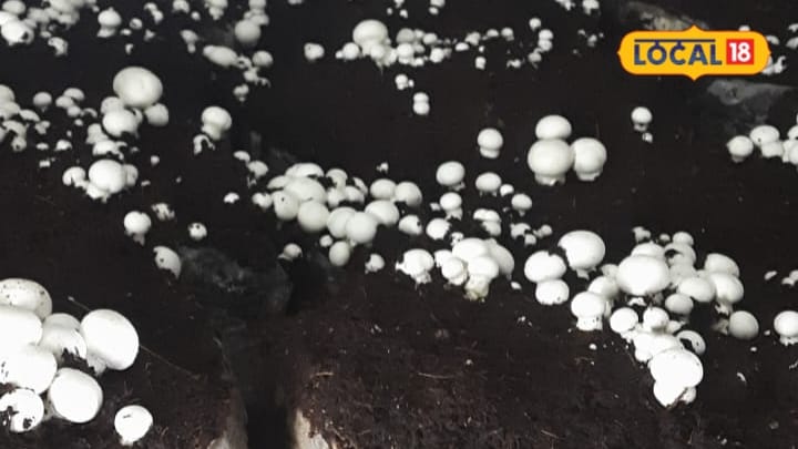 Mushroom Farming : 1 महीने में तैयार, 200 रुपये किलो...ऐसे उगाएं बटन मशरूम, अक्टूबर से शुरू हो जाती है इसकी खेती
