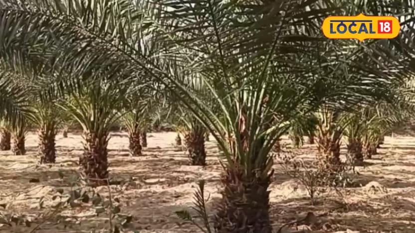 Foreign Date Palm Varieties Flourishing in Jalore's Arid Soil