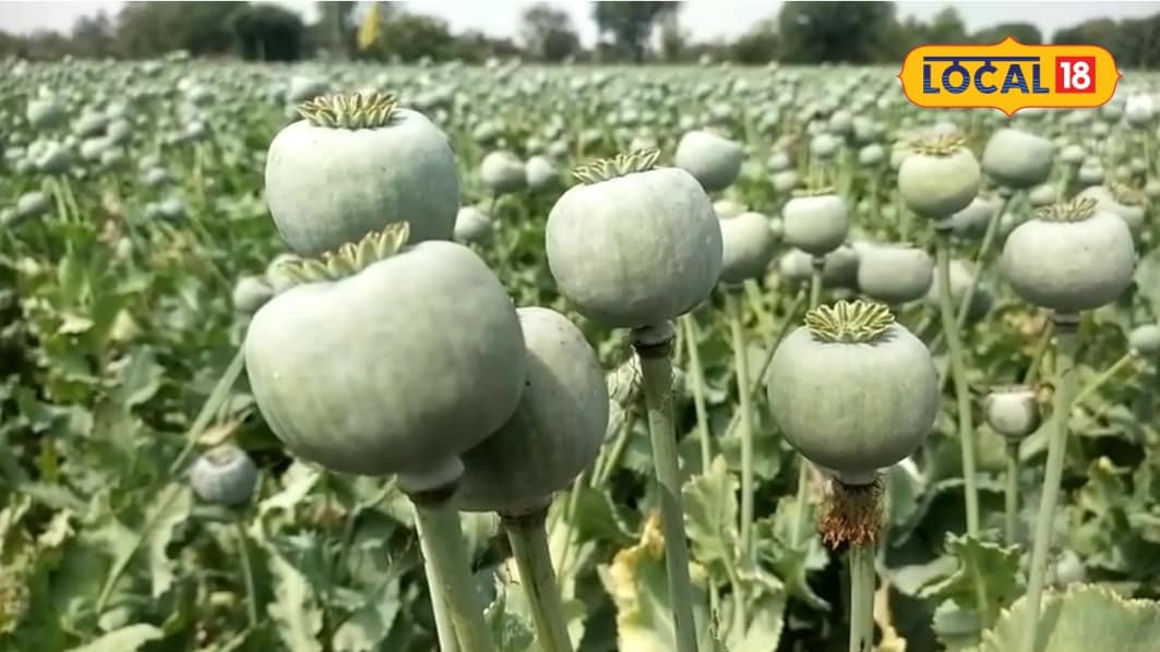 Central Government Announces Opium Policy 2026-27: Expanded Eligibility Amid Regional Discontent