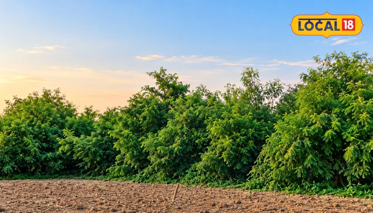 Boosting Agricultural Profits Through Scientific Amla Cultivation and Orchard Management