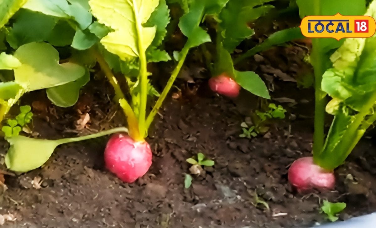 Mount Abu's Red Radish Cultivation Becomes Lucrative Venture for Farmers