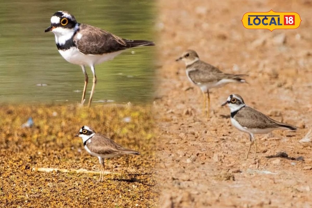 Little Ringed Plover Sighting at Bharatpur Keoladeo Park Marks Migratory Season