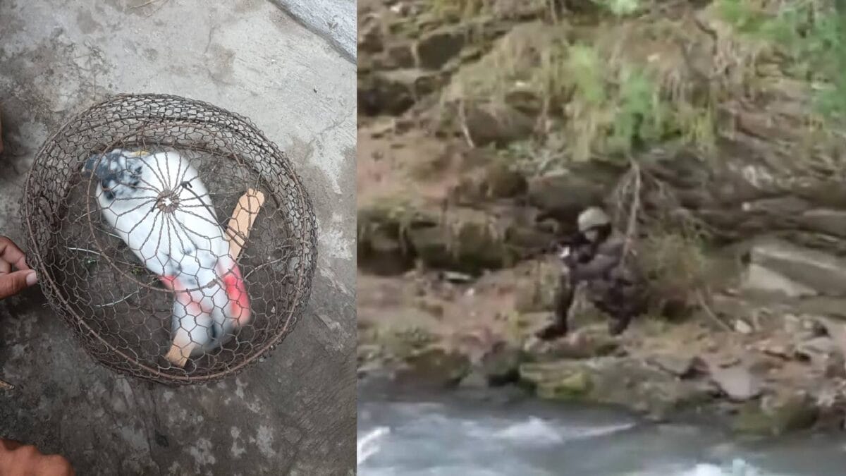 जम्मू-कश्मीर: तीन संदिग्ध आतंकियों की तलाश, पाकिस्तानी कबूतर मिला