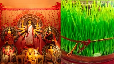 Navratri Jaware Growing Tips: Grow Lush Green Barley in Just 2-3 Days